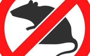 Dératisation au Maroc