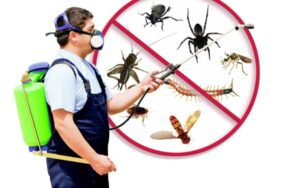 Désinsectisation au Maroc