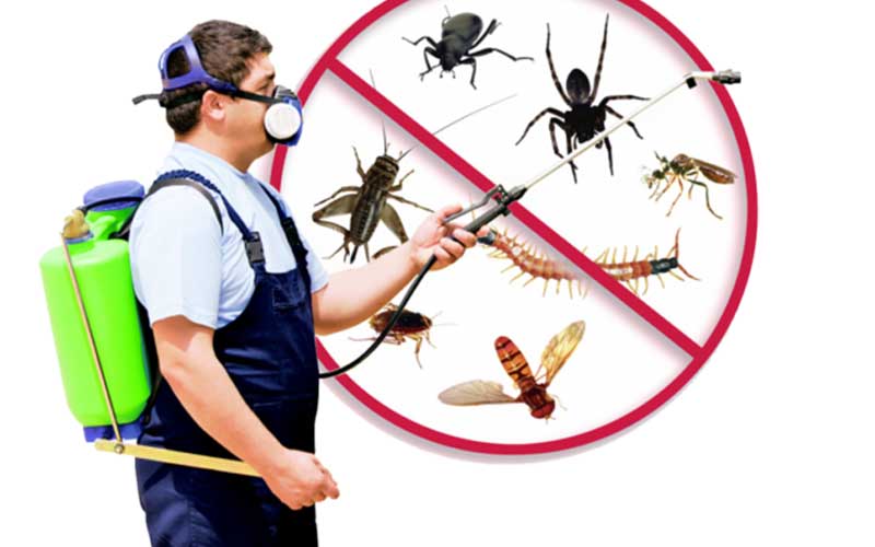 Désinsectisation au Maroc Pourquoi faire appel à des professionnels