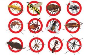 Services Anti-Nuisibles au Maroc